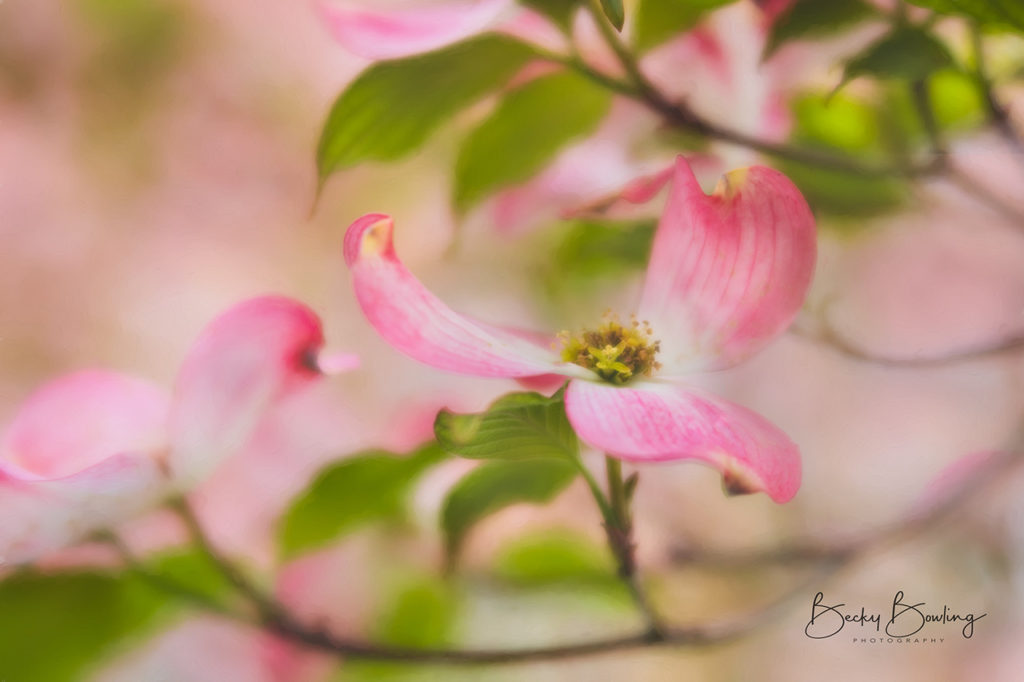 Becky Bowling Photography - Dogwood Dreams