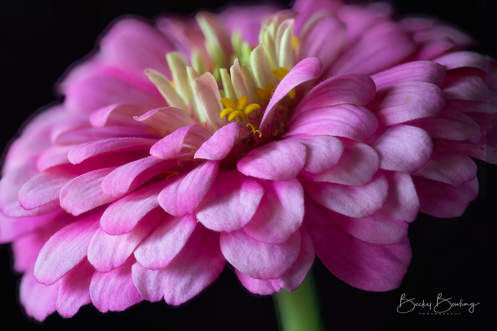 Becky Bowling Photography - Zinnia Stack